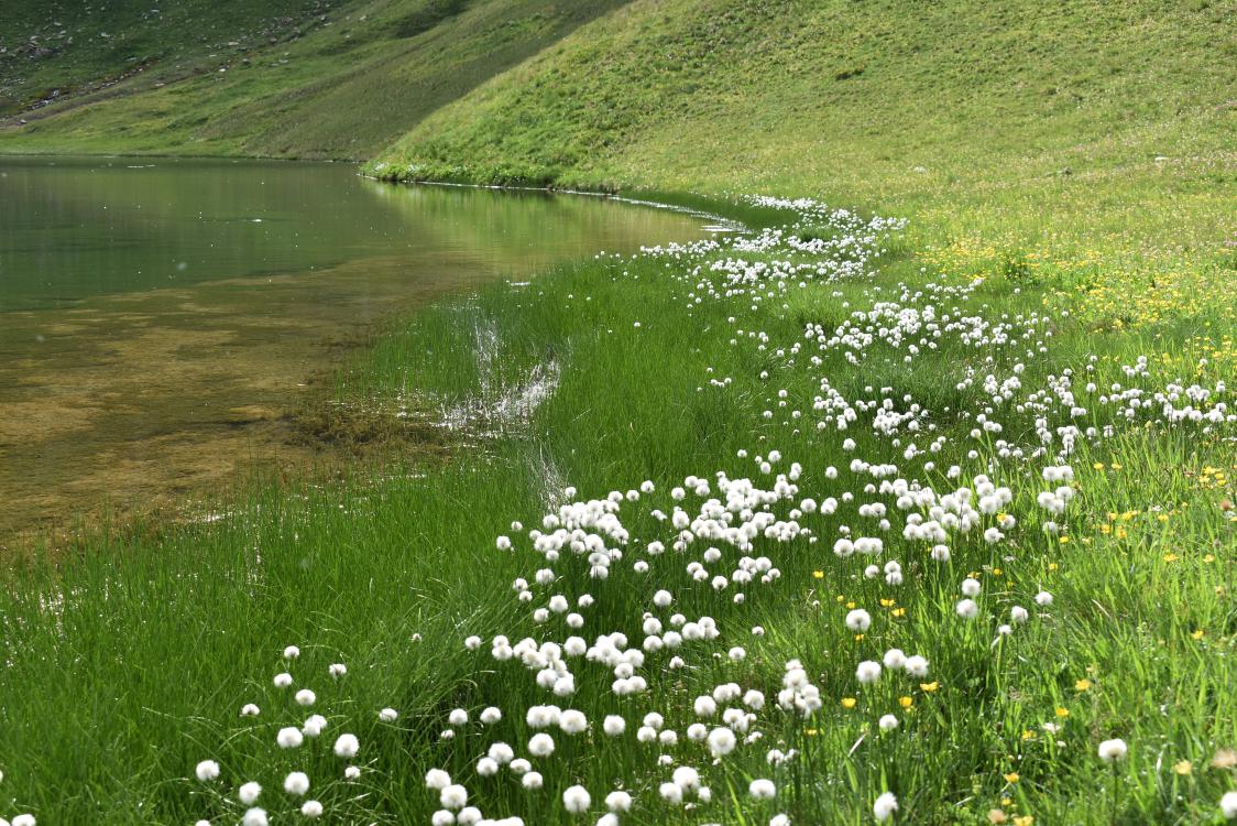 05_Bord_du_lac_Esola_(73)_altitude_2310_m_27_juin_2022